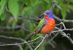 Painted Bunting